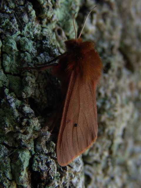 De Kleine beer, een opvallend rood getinte beervlinder. Algemeen in open milieus zoals heiden en duinen.